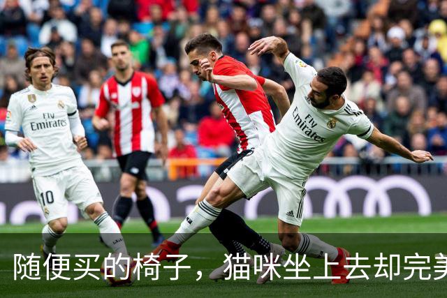 随便买的椅子，猫咪坐上去却完美契合，还以为是量身定做的！